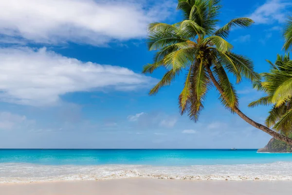 Sonniger Tropischer Strand Mit Kokospalmen Und Türkisfarbenem Karibischem Meer Sommerurlaub — Stockfoto