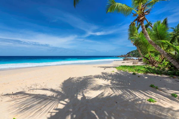 태양의 해변에 야자나무와 청록색 바다가 있습니다 — 스톡 사진