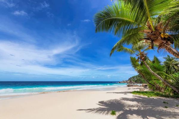 Tropical Beach Slunečná Pláž Kokosovými Palmami Tyrkysovým Mořem Letní Dovolená — Stock fotografie