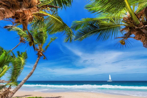 Пляж Белым Песком Кокосовыми Пальмами Бирюзовым Морем Карибском Острове — стоковое фото