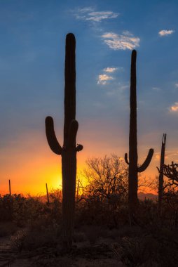 Saguaro Kaktüsü gün batımında Tucson, Arizona yakınlarındaki Saguaro Ulusal Parkı 'nda..