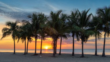 Miami sahilindeki palmiye ağaçları, gün doğumunda, Florida.