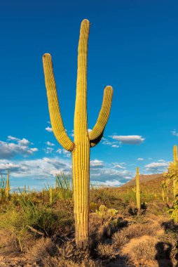 Gün batımında Saguaros kaktüsü Phoenix, Arizona yakınlarındaki Sonoran Çölü 'nde..