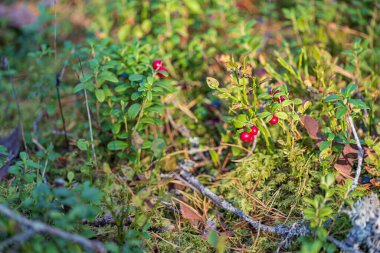 Sonbahar ormanında güneş ışığı altında yaban mersini.