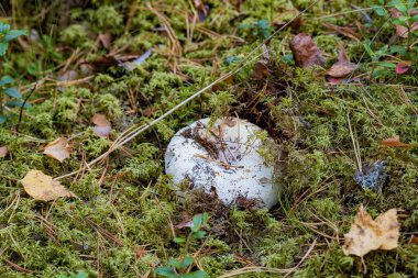 Mantarlı Lactarius resimus sonbahar ormanlarında yosunların arasına gizlenmiş.