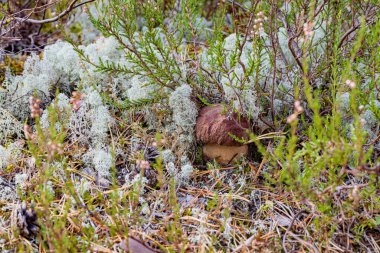 Genç mantarlı çörekler sonbahar ormanlarında fundalarla yosun içinde
