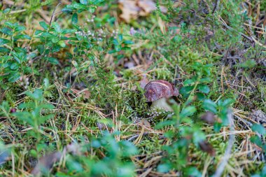 Genç mantarlı çörekler sonbahar ormanlarında yosun ve yaban mersinli