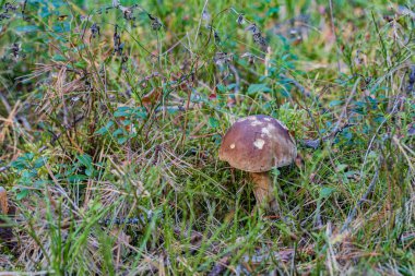 Mantarlı çörekler sonbahar ormanlarında çimlere yakın.