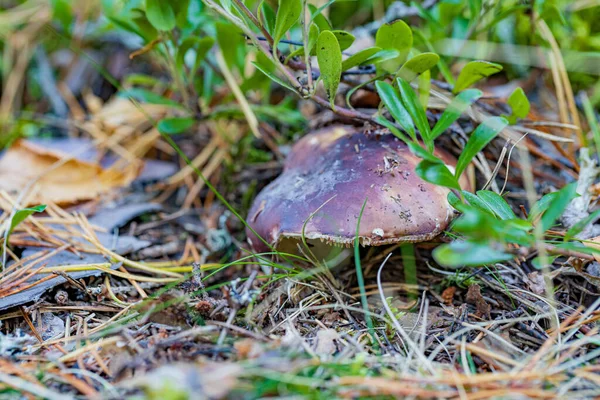 Seta Russula Otoño Bosque Primer Plano — Foto de Stock