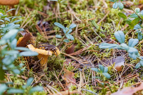 Goldener Pfifferling Unter Blättern Mit Preiselbeeren Und Moos Herbstlicher Wald — Stockfoto
