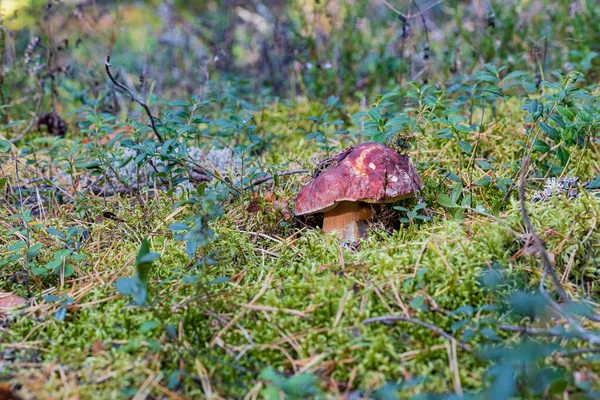 Bollo Centavo Champiñón Con Babosa Musgo Arándano Bosque Otoño — Foto de Stock