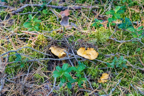 秋の森の苔に隠された黄金のシャンテルのキノコ — ストック写真