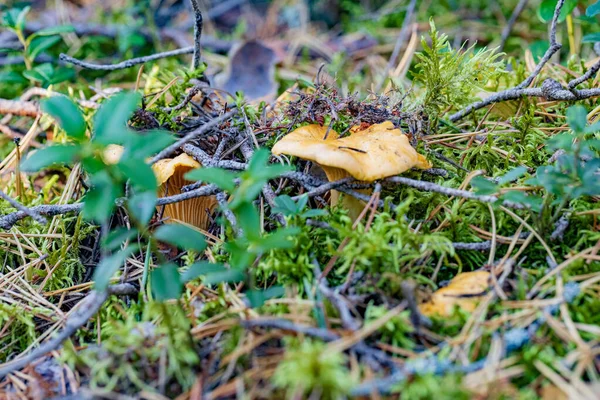 秋の森の中の苔に隠された黄金のシャンテルのキノコ — ストック写真