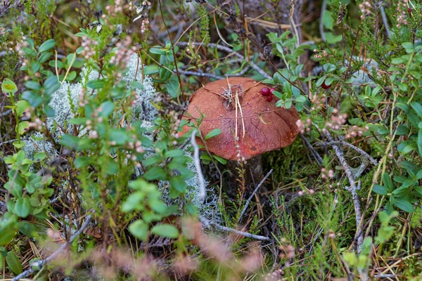 秋の森の中の赤いカップの上にリンゴンベリーと草や苔に隠されたアスペンキノコ — ストック写真