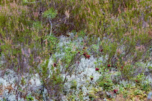 Lingonberry Νεαρά Πεύκα Και Ρείκια Στο Φθινόπωρο Δάσος Στη Σκιά — Φωτογραφία Αρχείου