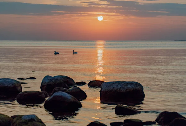 フィンランド湾には石と2羽の白鳥が夕日に ストック写真