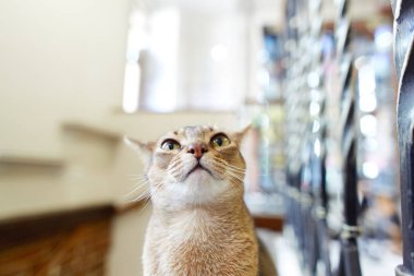 Geçmişi bulanık, şaşırmış komik bir kedinin portresi.