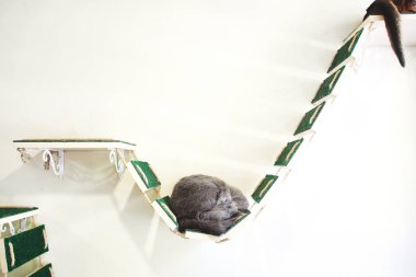 beyaz duvar arka plan ile komik gri kedi portresi. kedi duvarda rafta uyur