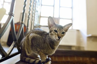 Geçmişi bulanık, şaşırmış komik bir kedinin portresi.