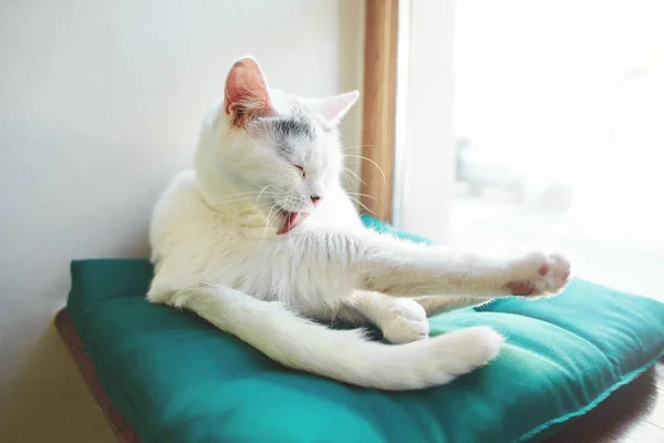 Портрет Смешной Красивой Белой Кошки Лижет Белой Комнате Кошка Лежит — стоковое фото