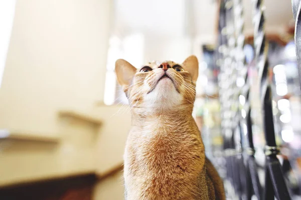 Retrato Gato Sorprendido Divertido Con Fondo Borroso —  Fotos de Stock