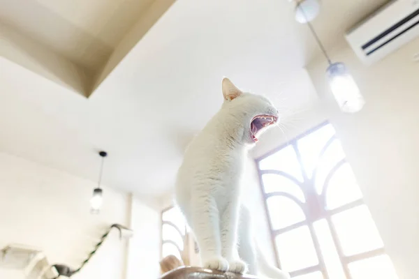 Retrato Divertido Hermoso Gato Blanco Bostezos Anchos Habitación Blanca Vista —  Fotos de Stock