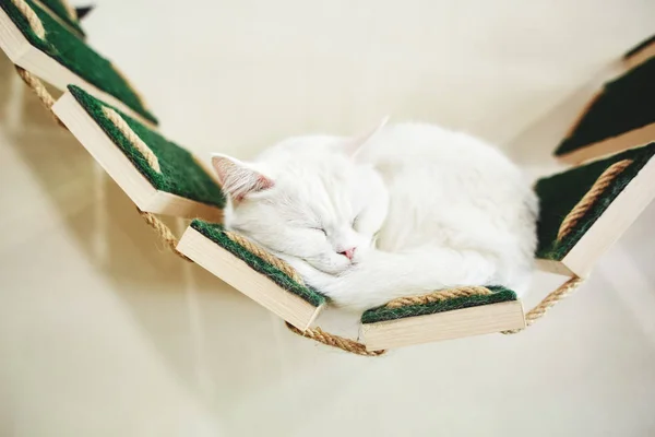 Retrato Gato Blanco Divertido Con Fondo Blanco Pared Gato Duerme —  Fotos de Stock