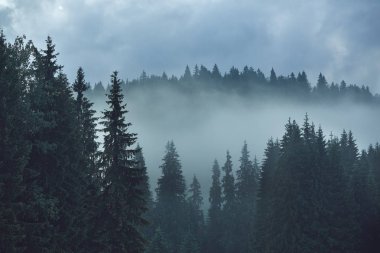 Ormanlı dağ yamacında alçak yerde bulut var. Her zaman yeşil olan kozalaklı ağaçlar manzaralı bir yerde gizleniyor.