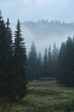 Görünümler sisli orman ve dağlar. Dağlarda manzara. Dağlarda yaz peyzaj. sabah erkenden. Karpat Dağları, Ukrayna, Ukrayna, Vorokhta.