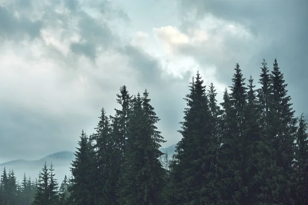 Magické Mlžný Les Noci Letní Krajina Horách Brzy Ráno Karpaty — Stock fotografie