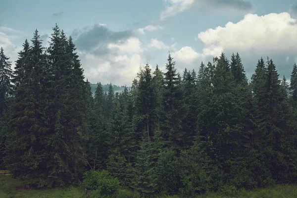 Vistas na floresta nebulosa e montanhas. Paisagem nas montanhas . — Fotografia de Stock