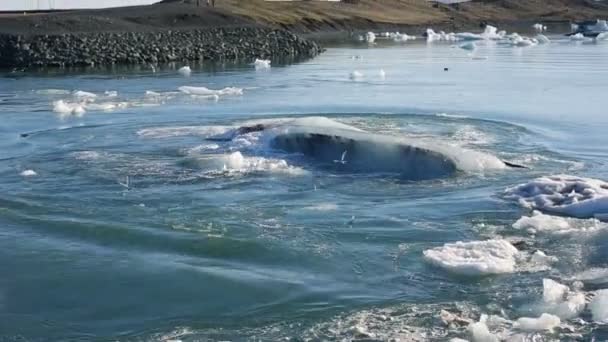 冰岛冰川泻湖中的冰山 — 图库视频影像