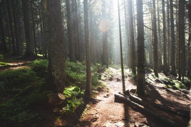 Sihirli sisli orman sabah. Dağlarda yaz peyzaj. sabah erkenden. ormandaki çam sisin içinde ışık ışınları