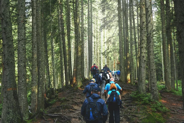 Grande Gruppo Escursionisti Sul Sentiero Montagna Nella Foresta Dei Carpazi — Foto Stock
