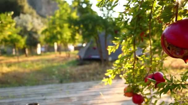 Ripe cracked pomegranates on the branches in the garden — Stock Video
