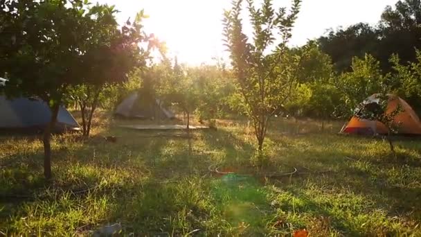 Tenten tussen granaatappel bomen op de camping — Stockvideo