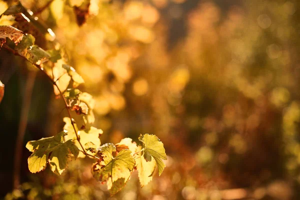 Folhas de uva de outono ao sol. Queda desfocada fundo . — Fotografia de Stock