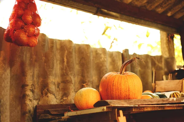 Kypsiä kurpitsoja hyllyllä ladossa syksyllä — kuvapankkivalokuva