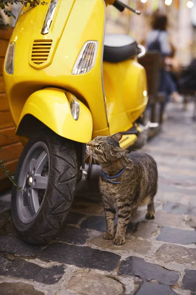 Gato tabby se sienta cerca de un scooter amarillo brillante en la calle por la noche —  Fotos de Stock