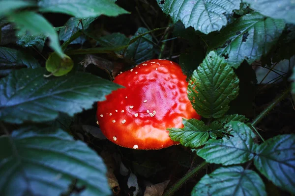 숲에서 녹색 잎 사이에서 밝은 빨간 버섯 — 스톡 사진