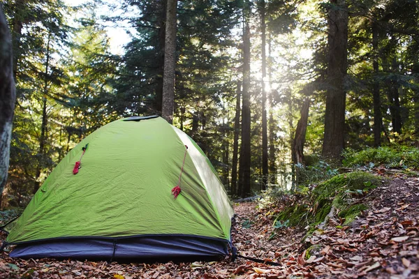 Vihreä teltta mäntymetsässä syksyllä — kuvapankkivalokuva