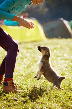 kamp içinde yeşil çim üzerinde sevimli bir küçük köpek yavrusu ile oynayan genç kadın