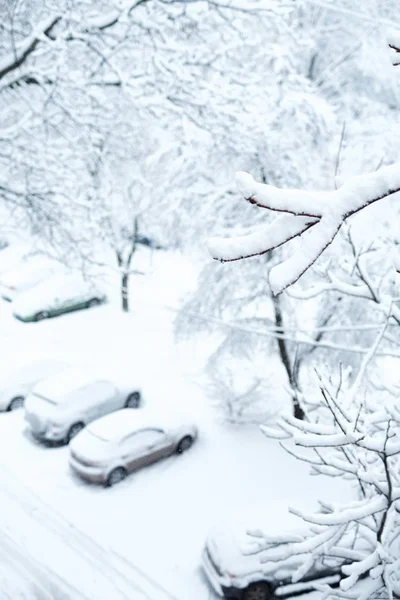 Primera Nieve Ciudad Árboles Calles Están Cubiertas Nieve Fresca Ciudad — Foto de Stock