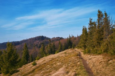 güzel manzara dağ sırtı iz ve çam ormanı ile yamacında