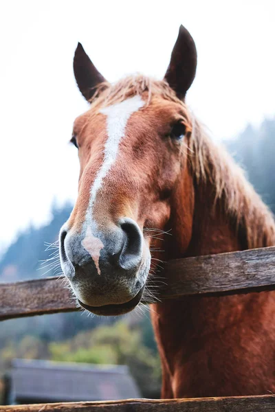 Nært Opp Hestehodetelefon Søt Brun Hest Som Kikker Gjennom Gjerdet – stockfoto