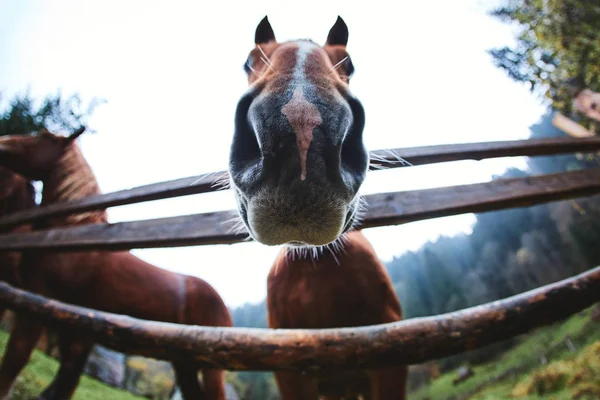 Lähikuva hevosen pää muotokuva — kuvapankkivalokuva