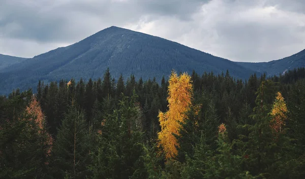 Zamračená horská krajina se zeleným borovicovým lesem na popředí — Stock fotografie