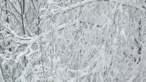 Springtime snowfall. tree branches with blooming leaves covered with snow — Stockvideo