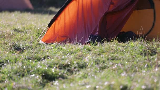 Tienda de campaña roja sobre una hierba verde en un bosque de pinos verdes en otoño en la mañana brumosa. Otoño fin de semana bosque senderismo con tiendas de campaña en camping — Vídeo de stock