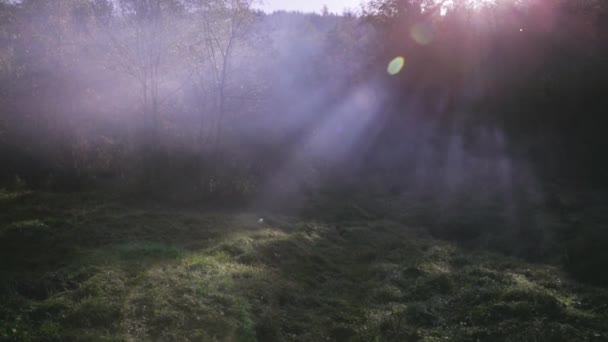 Bosque de niebla en la mañana de otoño — Vídeo de stock